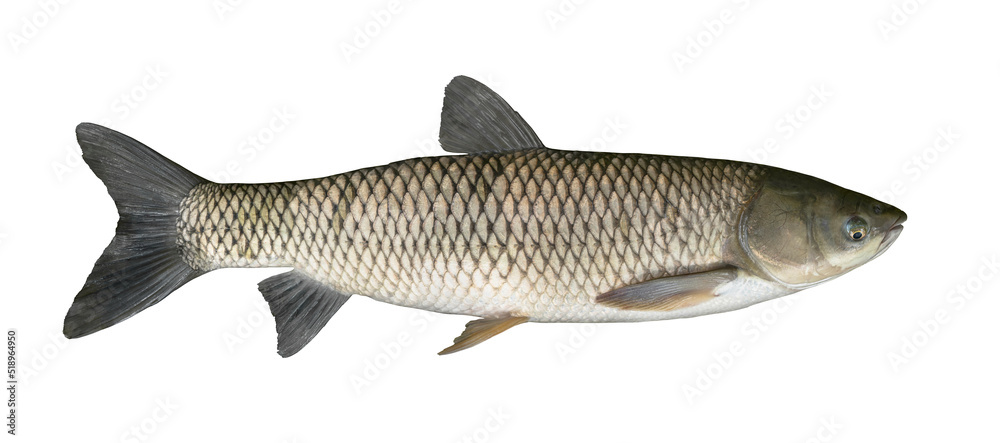 Grass carp fish isolated on white. White amur fishing - obrazy, fototapety, plakaty 