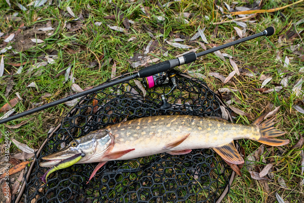 Pike fishing. Caught muskellunge fish with angling spinning tackle on landing  net Stock Photo