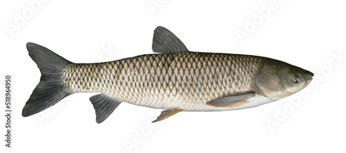 Grass carp fish isolated on white. White amur fishing