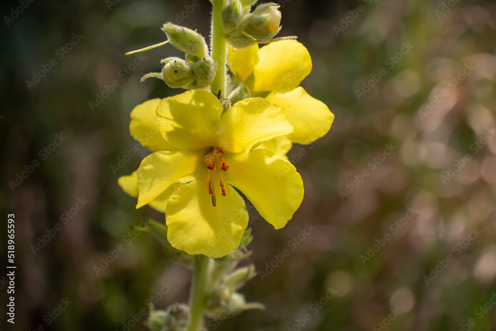 Yellow dense-flowered mullein. Tall yellow medicinal plant Verbascum densiflorum, Denseflower mullein with yellow, edible flowers. Organic wild flower, closeup Yellow dense-flowered mullein. Tall yellow medicinal plant Verbascum densiflorum, Denseflower mullein with yellow, edible flowers. Organic wild flower, closeup