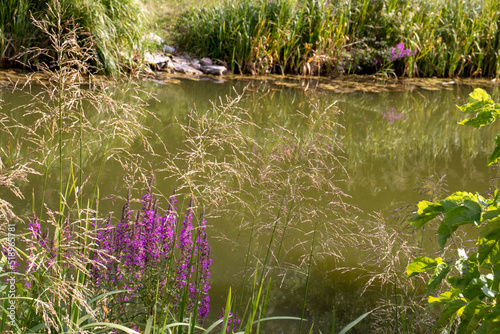 Purple flowers over the river. Summer landscape. Rosebay Willowherb medicinal plant with bright flowers