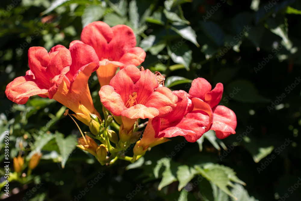 Campsis Trumpet Vine exotic climbing plant with bright orange flowers in  sunlight in vertical yard or garden.  