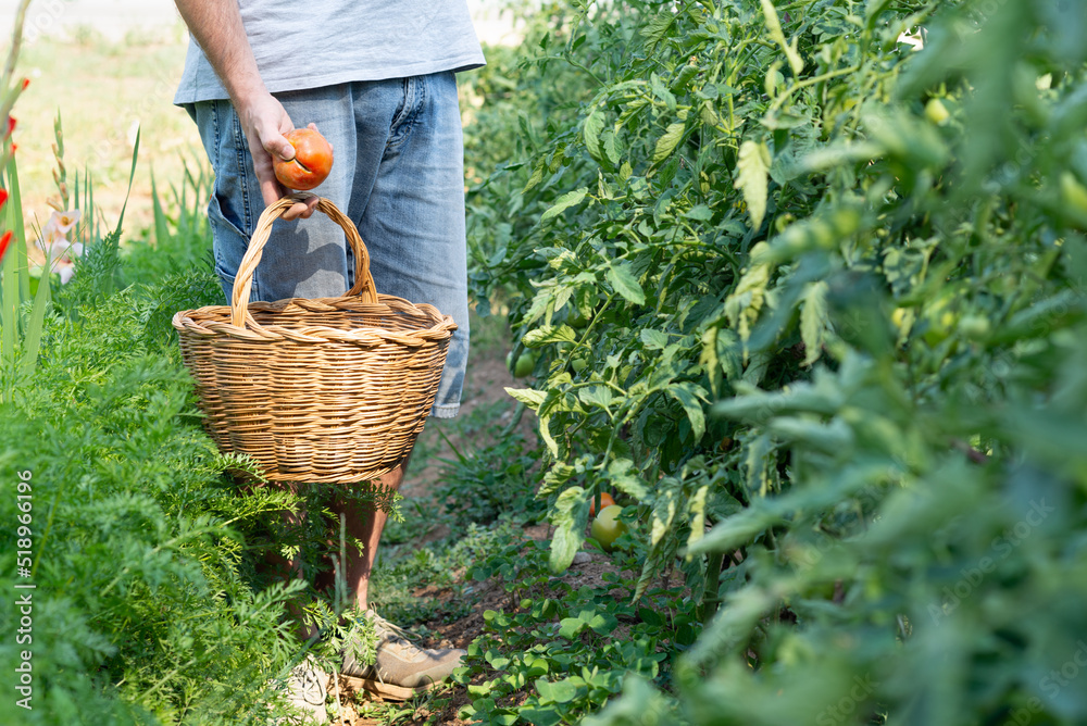 Unrecognizable man picking tomatoes from her organic farm. Zero food miles. Unrecognizable man picking tomatoes from her organic farm. Zero food miles.