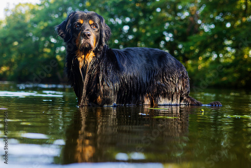 male dog hovawart gold and black stands posing majestically in the water