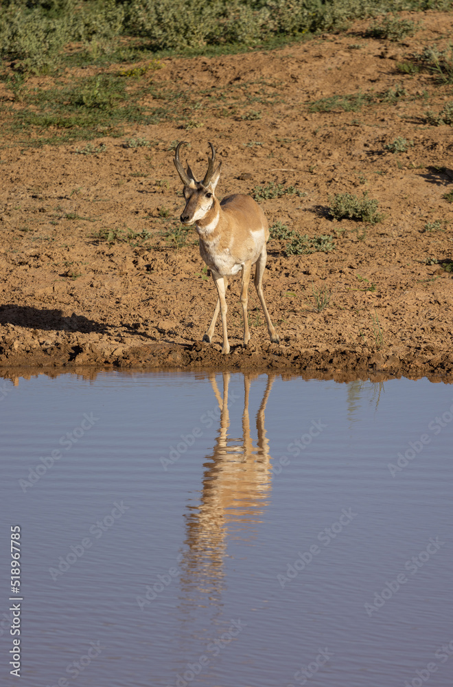 Pronghorn Antelope Buck Reflected in a Wyoming Desert Waterhole Pronghorn Antelope Buck Reflected in a Wyoming Desert Waterhole
