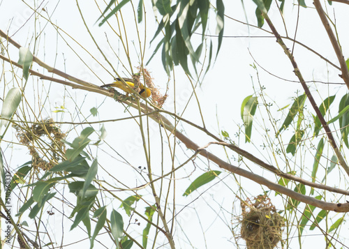 Asian Golden Weaver