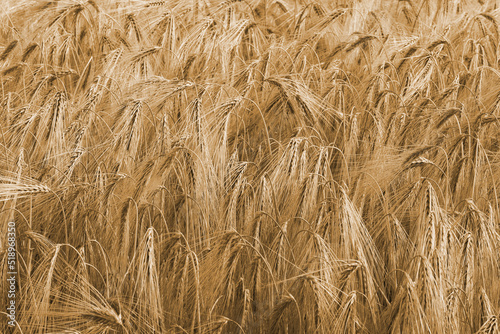 background of many ripe golden ears of wheat ready to be harvested in summer photo