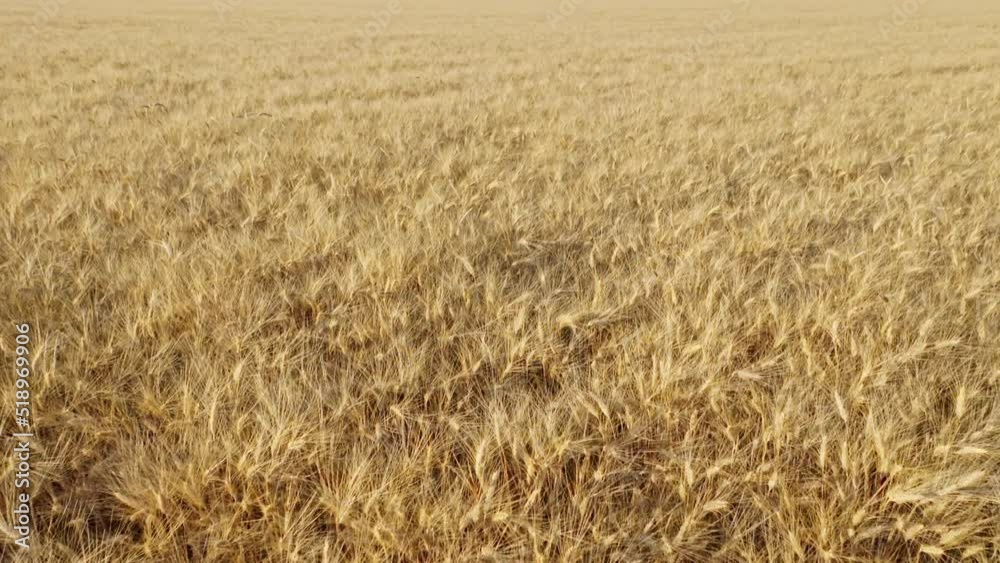 Top view of a wheatfield. Flying over a field of wheat in slow motion. Field before harvesting. Modern agriculture. Drone flying over ripened wheat field Top view of a wheatfield. Flying over a field of wheat in slow motion. Field before harvesting. Modern agriculture. Drone flying over ripened wheat field