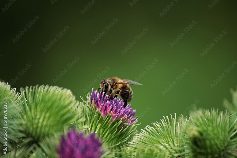 Fototapeta premium a small bee on a burdock flower on a green background 