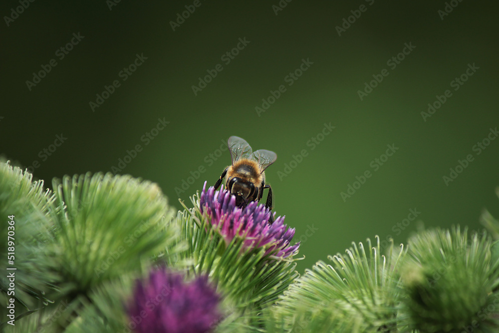 Fototapeta premium a small bee on a burdock flower on a green background 