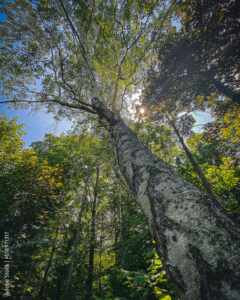 Fototapeta premium Baum in der Vogelwarte Sempach