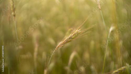 Green barley field in a sunny day. shallow focus. Poland 
