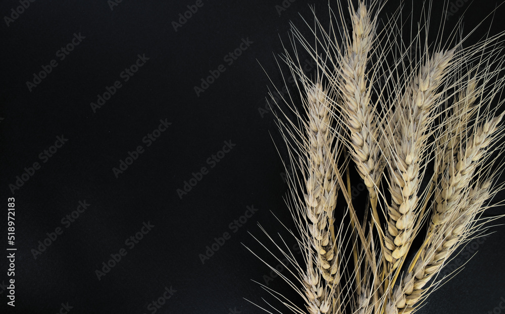 Ears of wheat on a black background. With space for text Ears of wheat on a black background. With space for text
