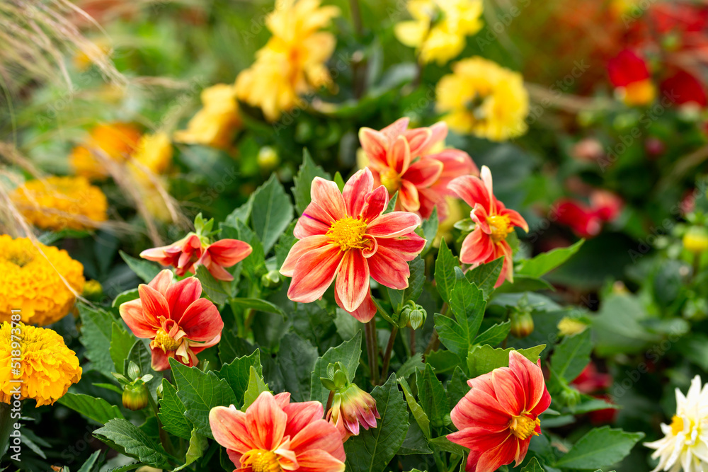 Beautiful close-up of a bicolor red and yellow dahlia flower in summer garden border