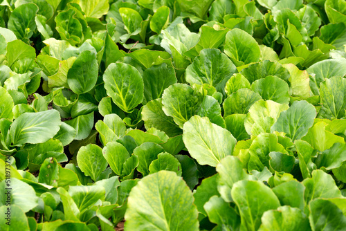 Tableau sur toile ornamental evergreen bergenia leaves in summer garden