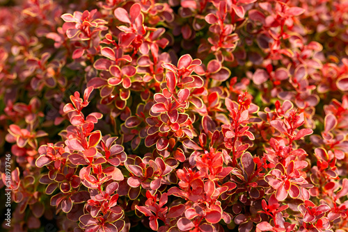 Berberis thunbergii Orange Rocket Japanese Barberry Hardy Shrub