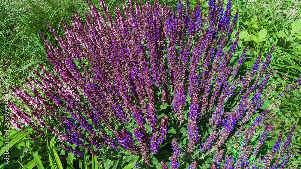 Fototapeta premium Beautiful purple lavender flowers blooming bush. Summer provence flowerbed in park. Violet blossom medicine herbs.