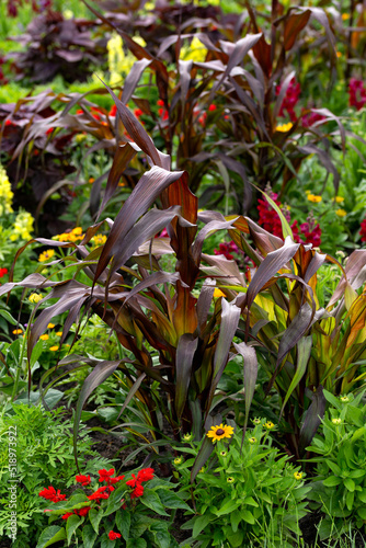 ornamental purple Pearl millet or Pennisetum glaucum in summer garden photo