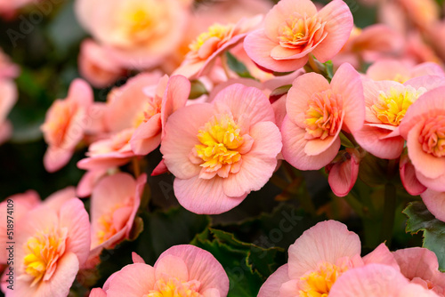 Fototapeta Naklejka Na Ścianę i Meble -  pink begonia flowers blooming in summer cottage garden