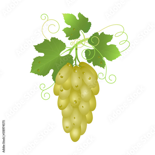 White table grape with vine leaf isolated on white. Realistic vector illustration of grape bunch..