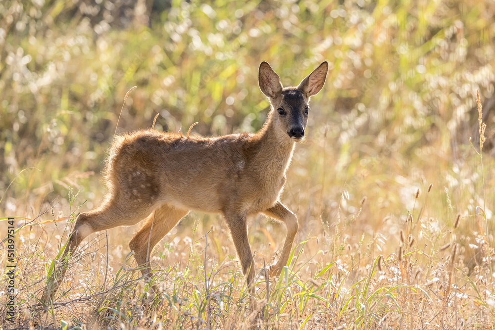 Backlight portrait of a young deer Backlight portrait of a young deer