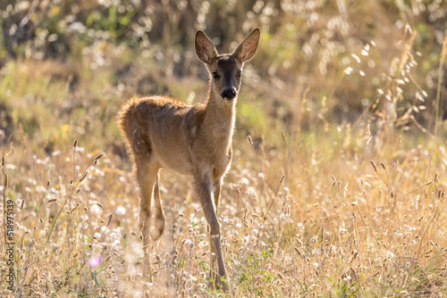 Backlight portrait of a young deer