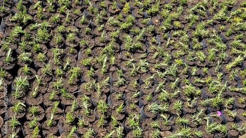 Plant saplings of Rosmarinus officinalis also known as Rosemary, Ruzmarin, Romero, Old Man, Prostrate Rosemary, Biberye kept in plastic cover cultivation in a nursery garden photo