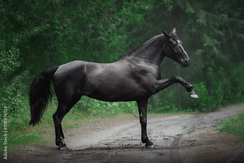 spanish walk of beautiful black mare horse in summer forest spanish walk of beautiful black mare horse in summer forest
