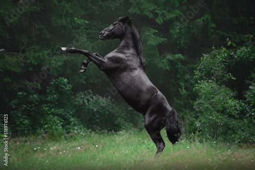 portrait of beautiful black mare horse rearing up in summer forest