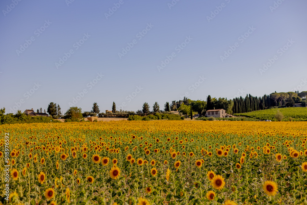 Obraz premium Campo de Girassol