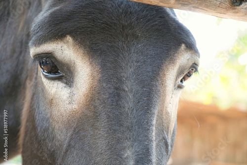 Eyes of a donkey. Detailed closeup.
