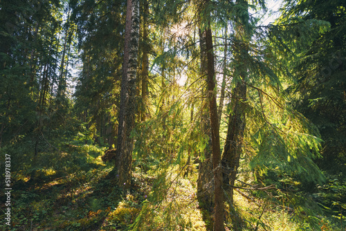 the sun s rays through the dense crowns of the trees of the European forest