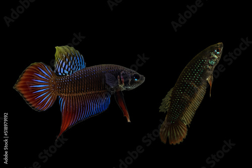 Pair of Siamese fighting fish or betta splendens isolated on black background.