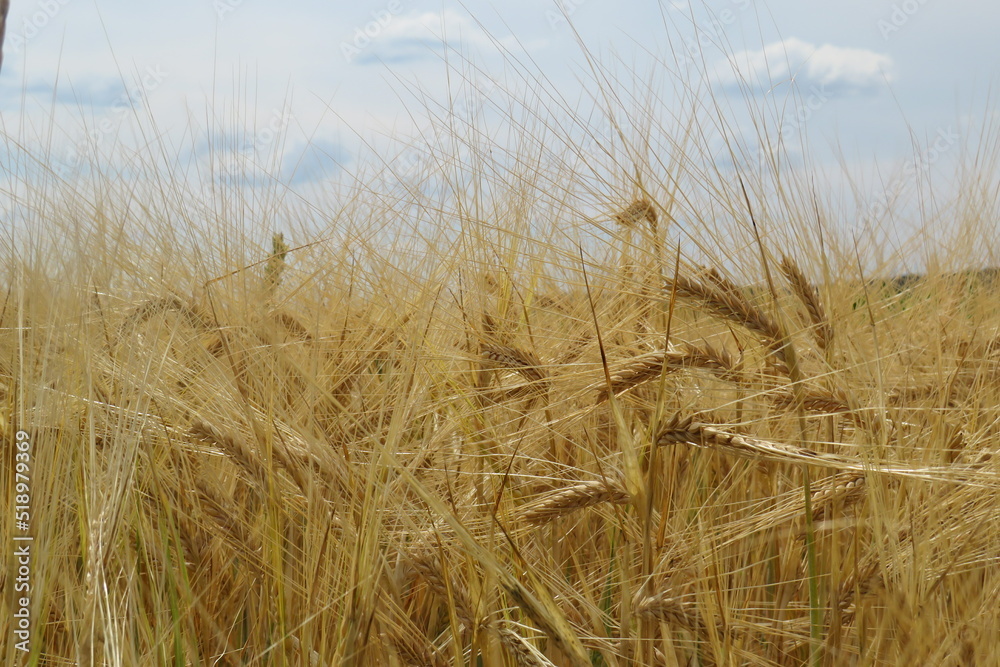 Fototapeta premium field of wheat