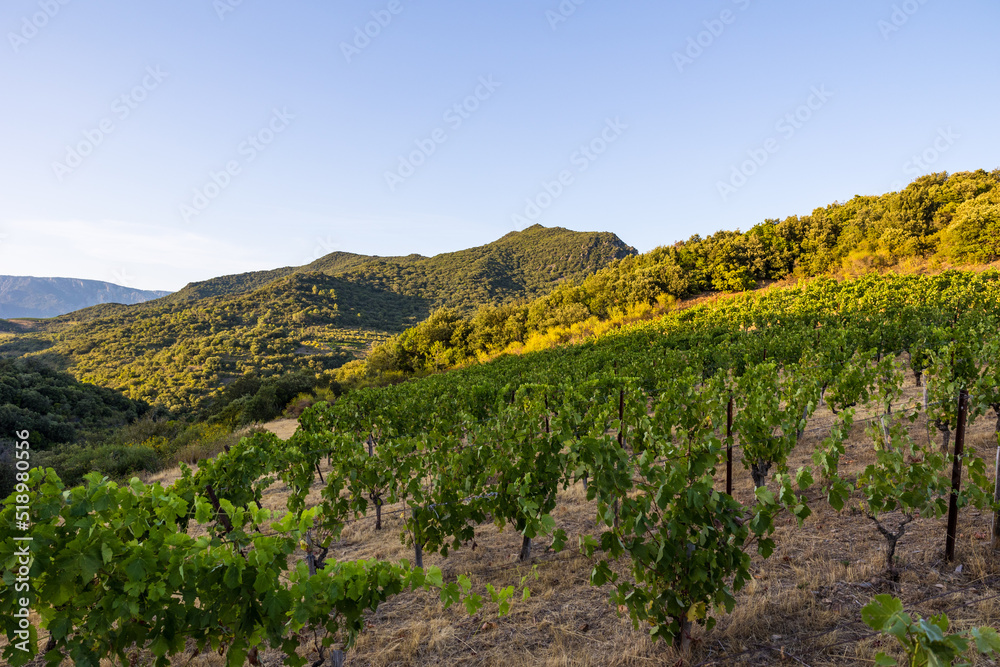 Vue au coucher du soleil du vignoble Saint-Chinian près du hameau de Ceps à Roquebrun