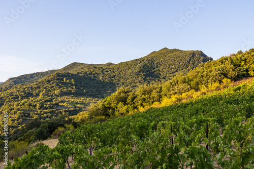 Vue au coucher du soleil du vignoble Saint-Chinian pr  s du hameau de Ceps    Roquebrun
