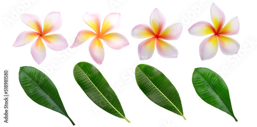 Group of pink plumeria frangipani flowers ( Leelawadee ) leavese on white background. Thai Beautiful and Awesome flowers, Tropical and Hawai flower.