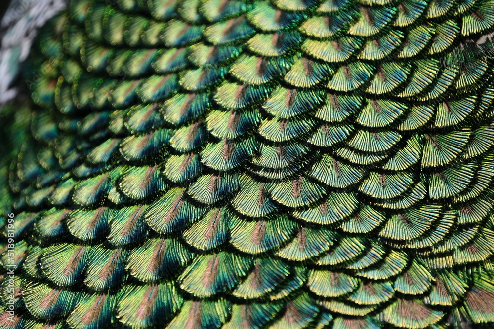 Obraz premium Detail der Schwanzfedern eine Pfaus