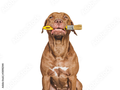 Lovable  pretty brown puppy and paintbrush. Close-up  indoors. Studio photo. Congratulations for family  relatives  loved ones  friends and colleagues. Pet care concept