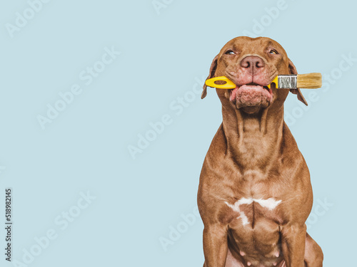 Lovable, pretty brown puppy and paintbrush. Close-up, indoors. Studio photo. Congratulations for family, relatives, loved ones, friends and colleagues. Pet care concept