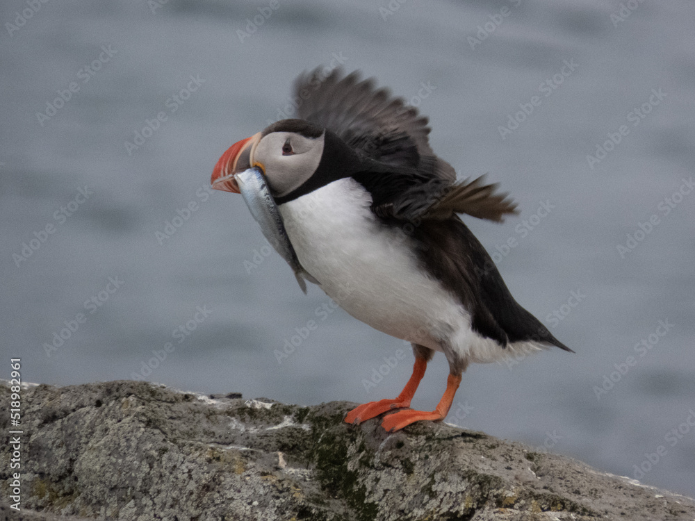 Obraz premium Puffin with fish in mouth on Vigur island, Iceland
