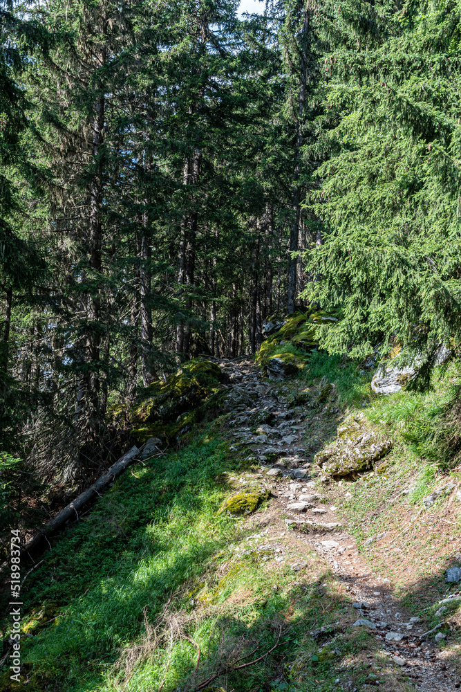 A walk in the woods