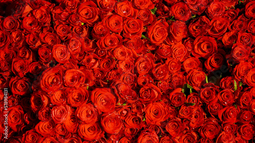 Red Roses under sunshine with high contrast