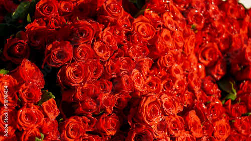 Red Roses under sunshine with high contrast