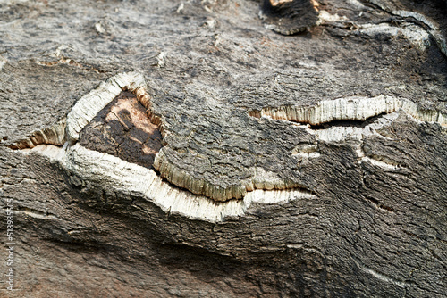 Oak bark texture background