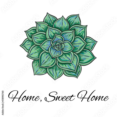 vector graphic illustration with green echeveria plant