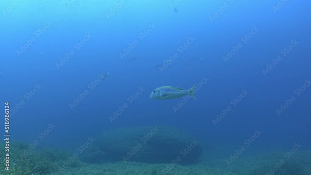 Alone dentex fish swimming in blue sea water Alone dentex fish swimming in blue sea water