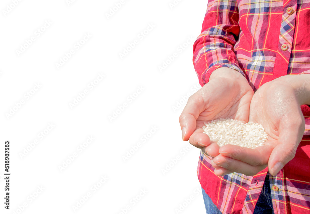 Female hands hold rice on an isolated white background. Farmer in a ...