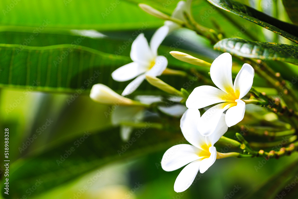 Obraz premium frangipani. 