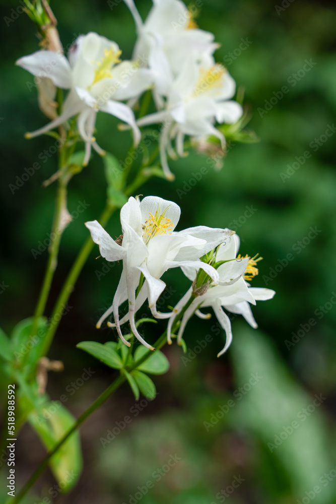 detailed close up of Aquilegia Kristalle (White Star) detailed close up of Aquilegia Kristalle (White Star)